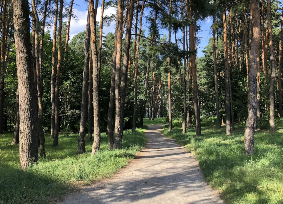 Лесопарк Ангарская-2 